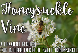 Honeysuckle Vine